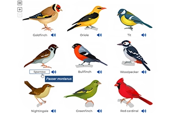 Interactive bird diagram